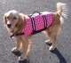 Doggy Life Jacket/Vest XS 7-15 Lbs, 15-19" Chest, Foam/Nylon, Pink Polka Dot/White -Paws Aboard